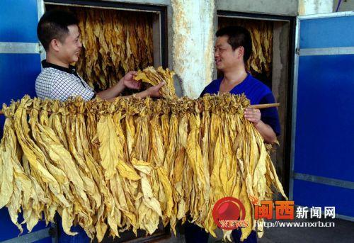云烟87最新栽培技术，探寻自然美景之旅，寻找内心平和之地