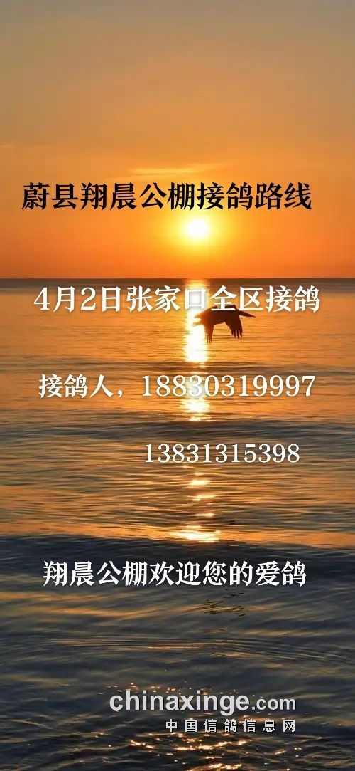 蔚县龙翔公棚最新动态揭秘，小巷中的隐藏宝藏，独特环境激发探索欲之旅